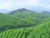 Dự Án Trồng Rừng Thay Thế 54,0ha ( 2022 - 2026)