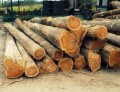Cung cấp gỗ trụ mỏ, gỗ nguyên liệu